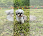 Small #6 Shih Tzu