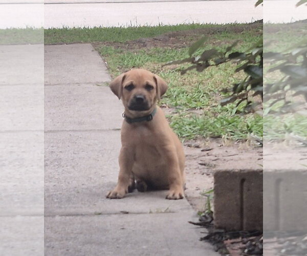 Medium Photo #1 Labrador Retriever-Unknown Mix Puppy For Sale in The Woodlands, TX, USA