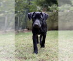 Small #1 Labrador Retriever Mix