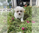 Small #2 Maltese