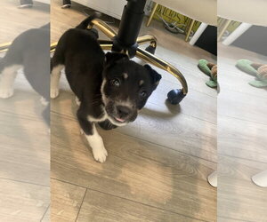 Chihuahua-Unknown Mix Dogs for adoption in The Woodlands, TX, USA