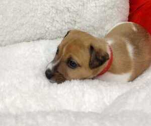Jack Russell Terrier Puppy for sale in OLMSTED, IL, USA
