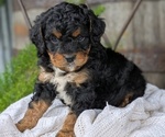 Small Photo #7 Cavapoo Puppy For Sale in GOSHEN, IN, USA