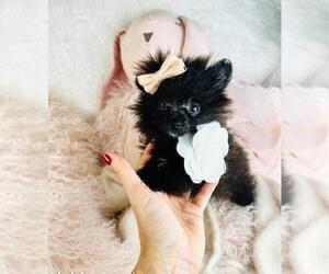 Pomeranian Puppy for sale in PALM BEACH, FL, USA