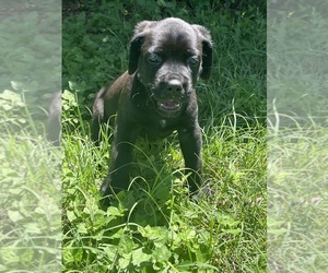 Medium Cane Corso