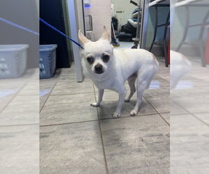 Chihuahua Dogs for adoption in Grand Prairie, TX, USA