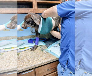 Holly - Female Labrador Retriever Dog for Adoption - Photo #7