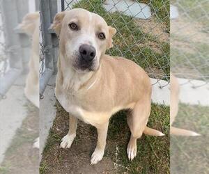 Mutt Dogs for adoption in Riverside, CA, USA