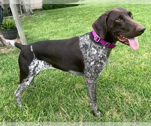 Mother of the German Shorthaired Pointer puppies born on 10/21/2022