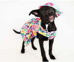 Small #4 American Staffordshire Terrier-German Shepherd Dog Mix