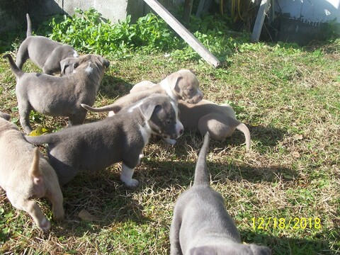 Medium Photo #1 American Pit Bull Terrier Puppy For Sale in JACKSONVILLE, NC, USA