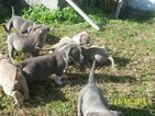 Small Photo #1 American Pit Bull Terrier Puppy For Sale in JACKSONVILLE, NC, USA