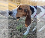 Small #4 Treeing Walker Coonhound Mix