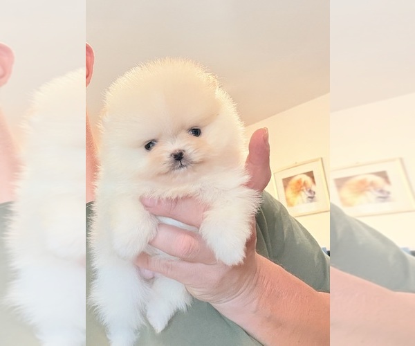 Medium Photo #1 Pomeranian Puppy For Sale in BEVERLY HILLS, CA, USA