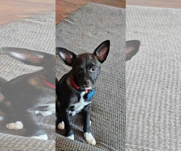 Medium Photo #4 Chihuahua-Unknown Mix Puppy For Sale in Corona, CA, USA