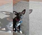 Small #3 Chihuahua Mix