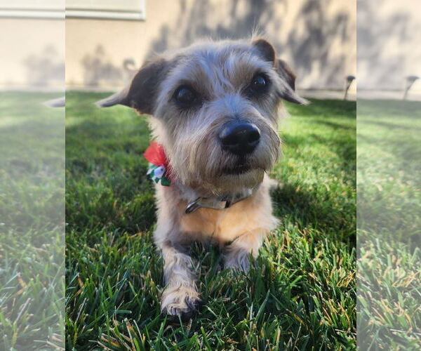 Medium Photo #2 Mutt Puppy For Sale in San Bernardino , CA, USA