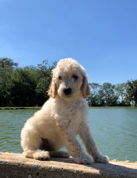 Medium Photo #11 Poodle (Standard) Puppy For Sale in AUGSBURG, IL, USA
