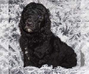 Labradoodle Puppy for Sale in LA HABRA, California USA