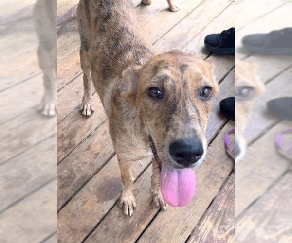 Medium Photo #1 Boxer-Unknown Mix Puppy For Sale in Wetumpka, AL, USA