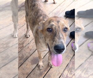 Boxer-Unknown Mix Dogs for adoption in Wetumpka, AL, USA