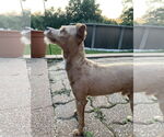 Small #7 Poodle (Miniature) Mix