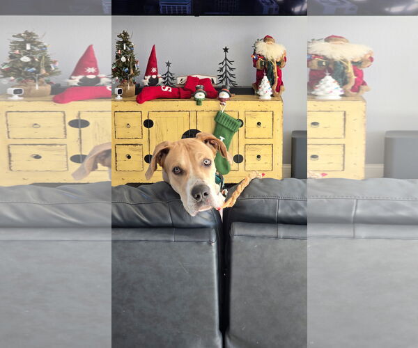 Medium Photo #5 Great Dane Puppy For Sale in PIPE CREEK, TX, USA