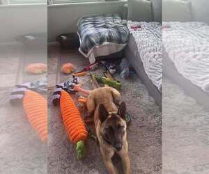 Bianca located in Michigan - Female Mutt Dog for Adoption - Photo #6