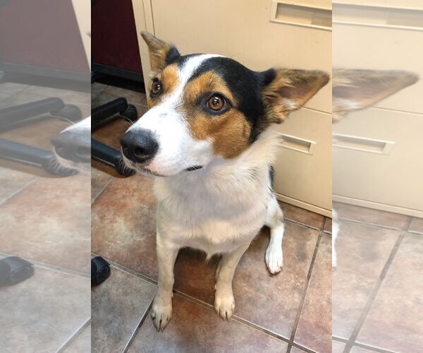 Medium Photo #2 Australian Shepherd-Unknown Mix Puppy For Sale in Amarillo, TX, USA