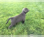 Small Photo #5 Labrador Retriever Puppy For Sale in MIDDLEBURY, IN, USA