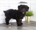 Small Photo #1 YorkiePoo Puppy For Sale in RED LION, PA, USA