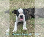 Small #2 Boston Terrier