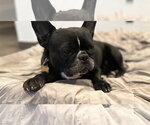 Small #1 French Bulldog