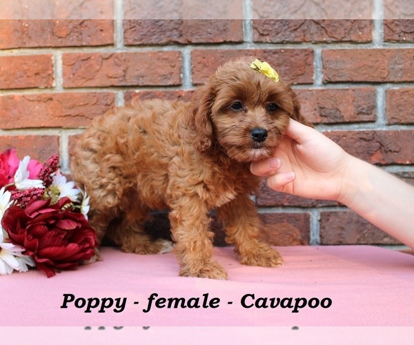 Medium Photo #3 Cavapoo (Miniature) Puppy For Sale in CLARKRANGE, TN, USA