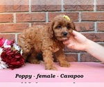 Small #2 Cavapoo (Miniature)