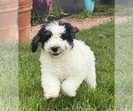 Small #5 Bernedoodle