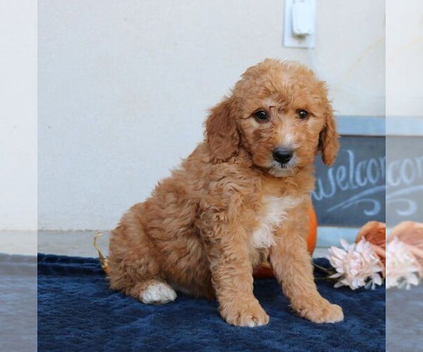 Medium Photo #3 Goldendoodle (Miniature) Puppy For Sale in LEOLA, PA, USA