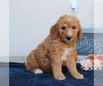 Milo - Male Goldendoodle (Miniature) Puppy for Sale - Photo #3
