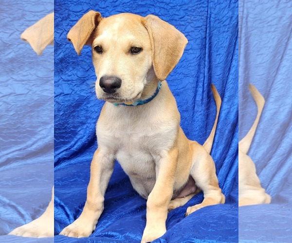 Medium Photo #5 Retriever -Unknown Mix Puppy For Sale in Cuba, NY, USA