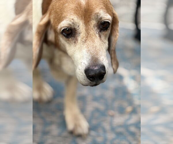 Medium Photo #4 Beagle Puppy For Sale in Tampa, FL, USA