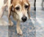 Small #3 Beagle
