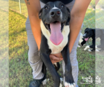 Small #2 Labrador Retriever Mix