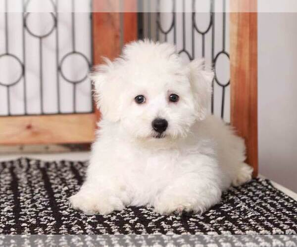 Medium Photo #1 Bichon Frise Puppy For Sale in NAPLES, FL, USA