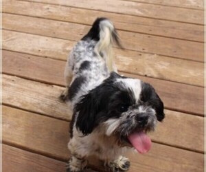 Father of the Shih Tzu puppies born on 06/18/2025