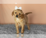 Puppy Bella Golden Cavadoodle