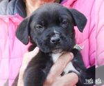 Small #3 Lab-Pointer