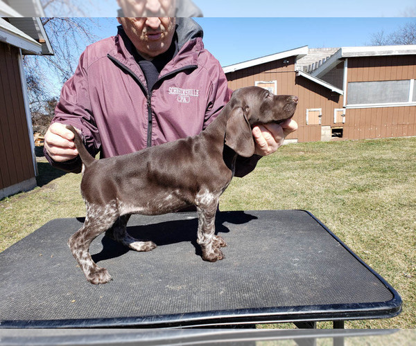 Medium Photo #2 German Shorthaired Pointer Puppy For Sale in NORTH JUDSON, IN, USA
