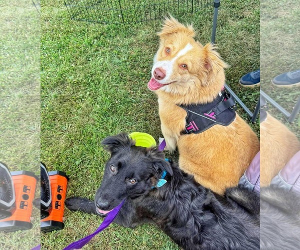 Medium Photo #14 Australian Shepherd-German Shepherd Dog Mix Puppy For Sale in Fultonham, NY, USA