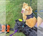 Small #13 Australian Shepherd-German Shepherd Dog Mix
