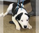 Small Labrador Retriever Mix